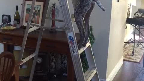 Dog climbs ladder