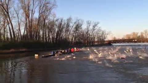 Rowers Challenged as Several Flying Asian Carp Join in Training