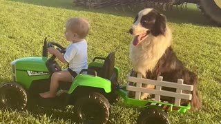 Boy and His Dog Ride Around in Toy Tractor