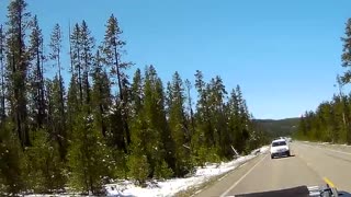 Wolf Chases Elk Into Side of Car