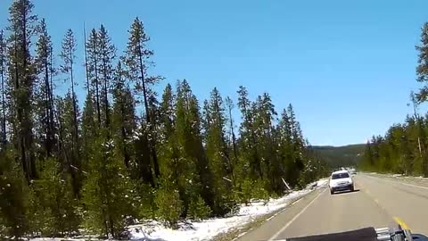 Wolf Chases Elk Into Side of Car