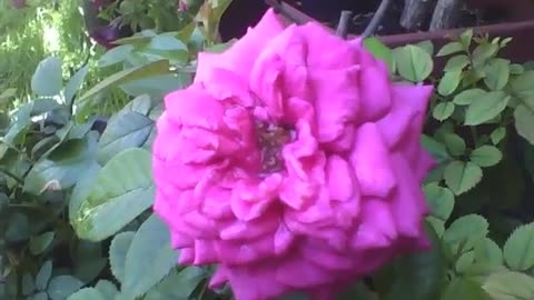 A beautiful pink rose at the flower shop, natural beauty! [Nature & Animals]