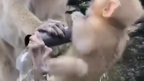 A monkey drinking water