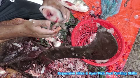 Big Hilsa Fish Cutting Video In Fish Market
