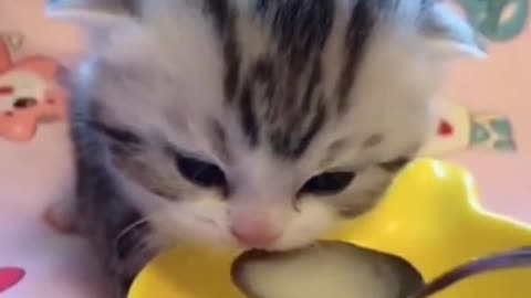 the kitten is eating milk | cute kitten video