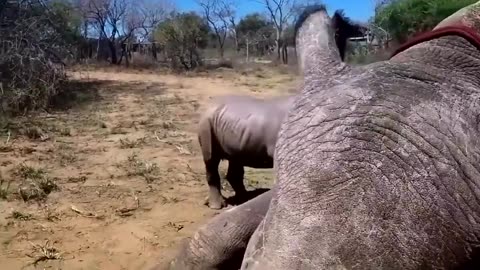 Little Rhino Attacking Vet