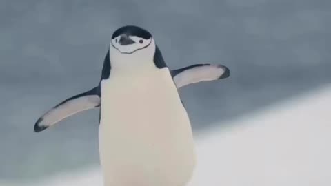 Funny Penguin 😄😍