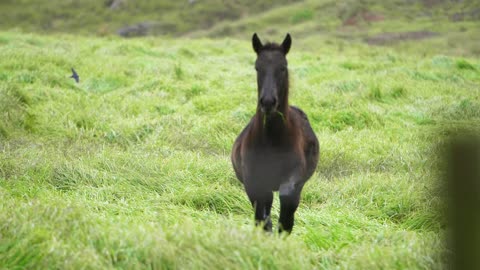 Foal Galloping In Slow Motion very nice