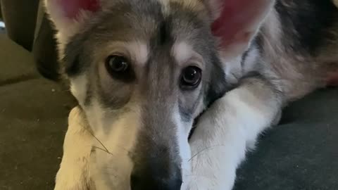 Cute Pup Enjoys His Tasty Treat