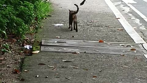 Cheeky Bird Pesters Wandering Cat