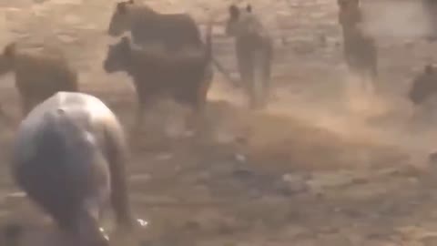 Lion's Failed Hunt Is Prevented By Hippo - Great Battle Of Lion Attack Hippo-12