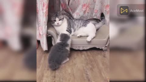 funny cats part 3