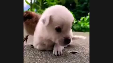 Cute dog 🐕 with funny comedy