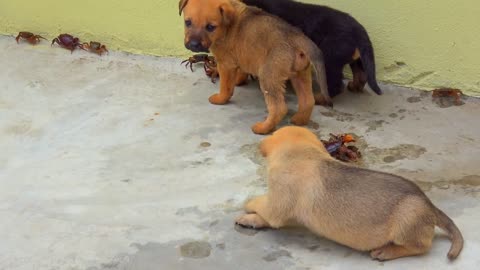 Puppy Meet the Crab for the first time