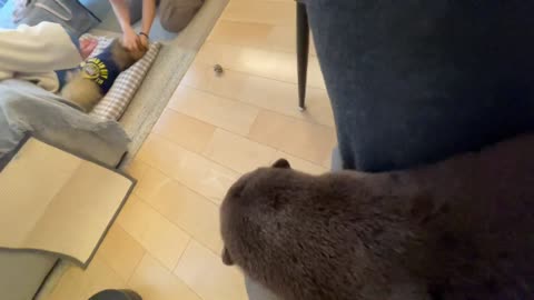 Relaxing Video of a Pomeranian, a Cat, and an Otter