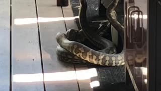 Two Snakes Tangle on the Deck