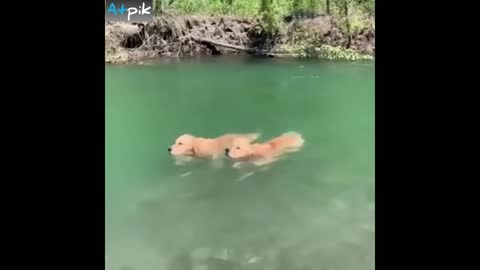 Dogs Swimming Competition