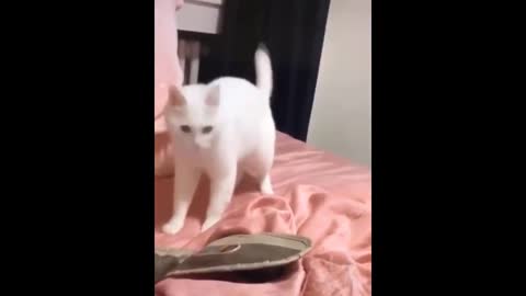 Cat moves to the beat!