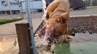 Dogue Slow Motion Chomping the Water Stream