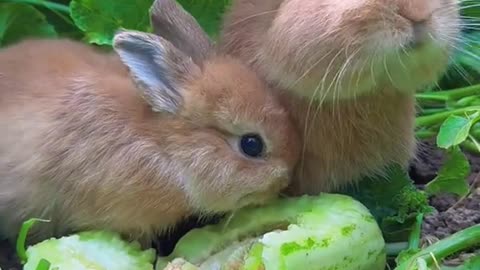 cute rabbits eating