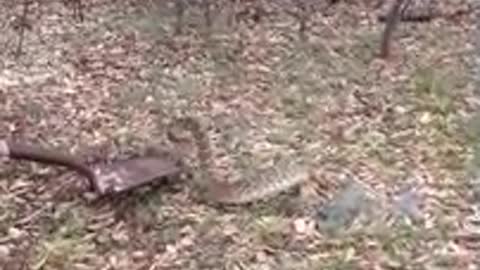 Rattlesnake Wrangling