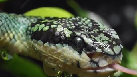 A mesmerizing sight with a snake