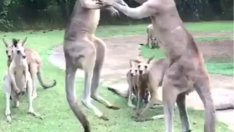 kingroo fight