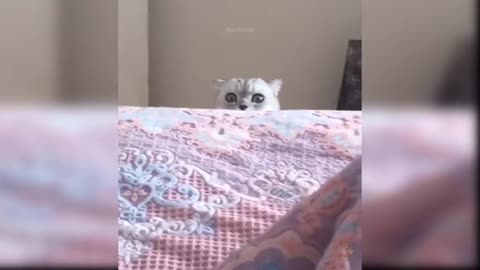 Baby cat cute , funny cat vidéo