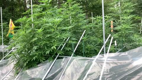 Marijuana derekhunterpodcast greenhouse August 24, 2021 selfie