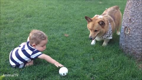 Corgi Are The Best - CUTEST Compilation