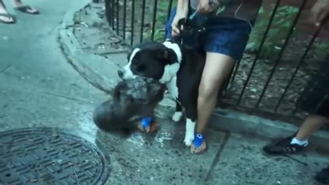 itbull attack Dogs - compilation 2014\ # Pittbull_Attack Dogs