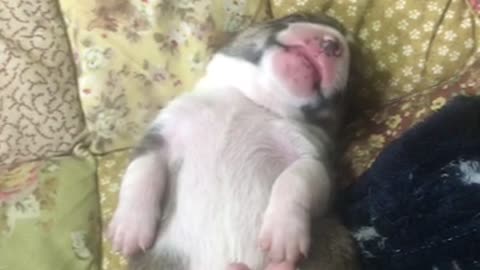 This is a young puppy sleeping 2