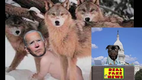 Joe Biden was raised by Wolves