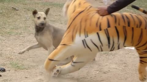 Tiger Prank you really want to see