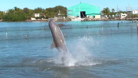 DOLPHIN FUNNY DANCING VIDEO