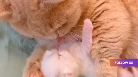 mom cat love baby cat🫠🫠🫠🙂