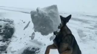 German shepherd catches snow with mouth