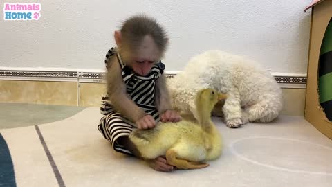 Monkey steals watermelon from duckling then this happen...