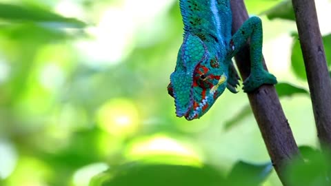 chameleon changing color chameleon in the wild |