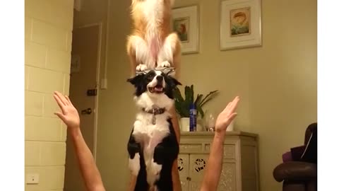 Two Talented Dogs Perform Unbelievable Balancing Trick