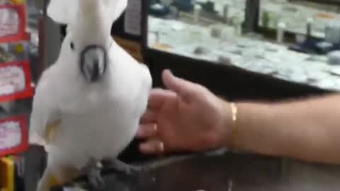 Talented Singer Cockatoo In Home With Father