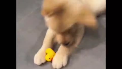 funny videos pet