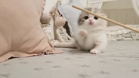 cute cat videos short legs cat