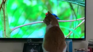 Cat watches wildlife documentary, tries to catch birds on TV