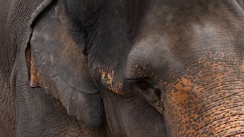 Elephant face closeup