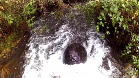 Many Fish - Salmon Migration