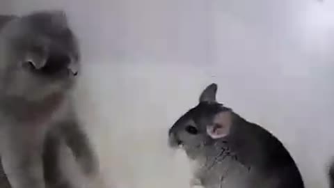 Chinchilla fighting with cats