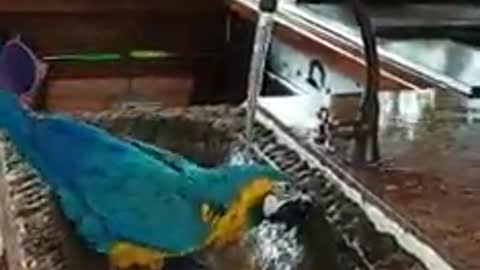 Marcos parrot bathing