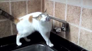 A cute cat drinking tap water