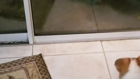Corgi Plays With Puppy in the Window